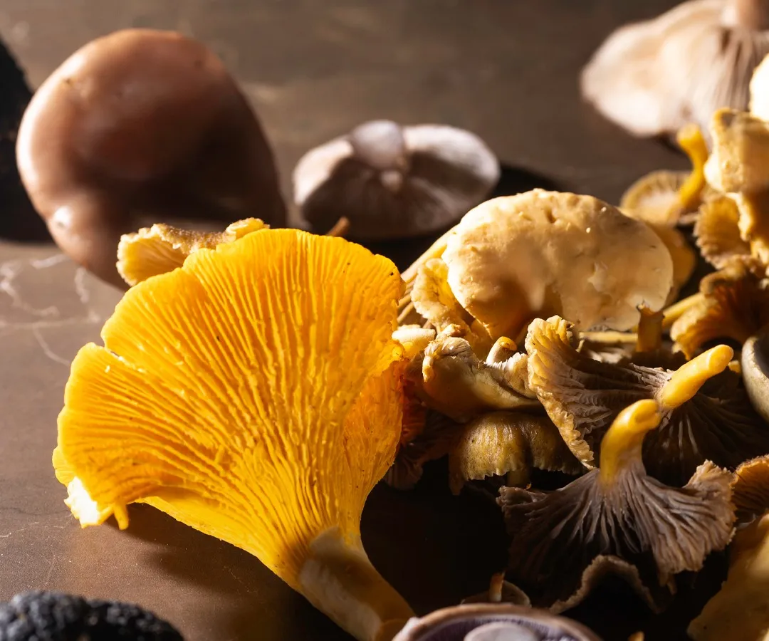 Herfstpaddenstoelen en truffel